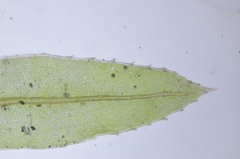 Mnium thomsonii
