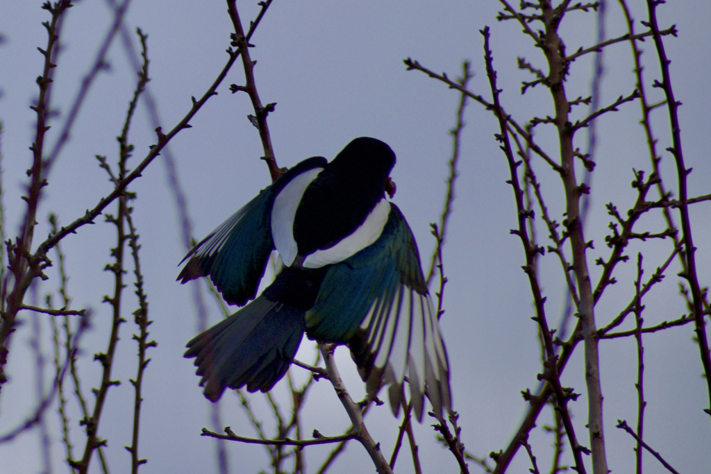 Yellow-billed Magpie from San Joaquin County, CA, USA on December 22 ...