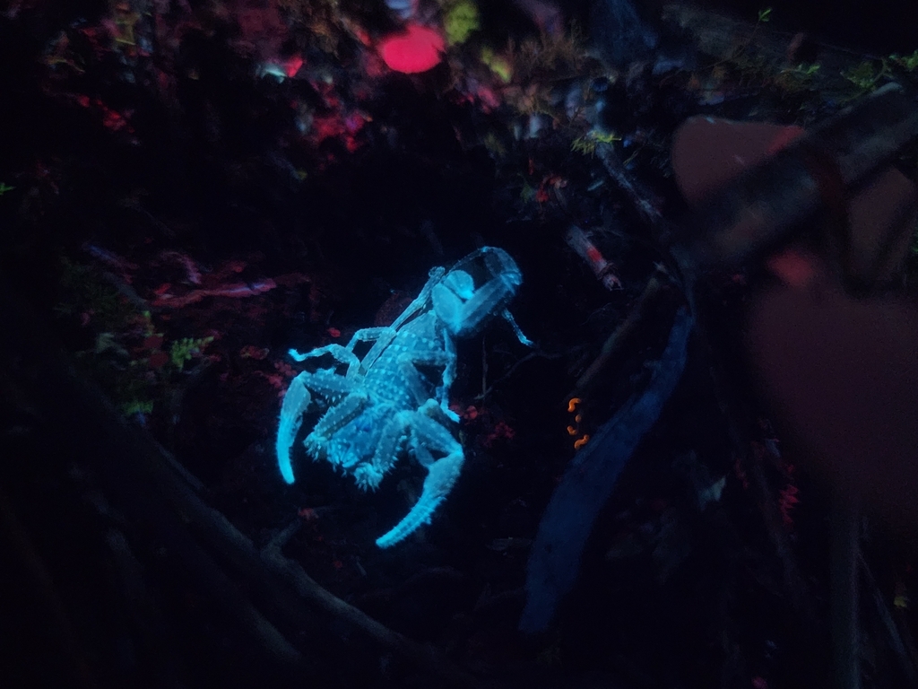 Tityus obtusus