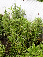 Hygrophila lacustris