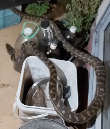 Coastal Carpet Python sighting