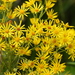 Ragwort - Photo (c) Татьяна Губина, some rights reserved (CC BY-NC), uploaded by Татьяна Губина