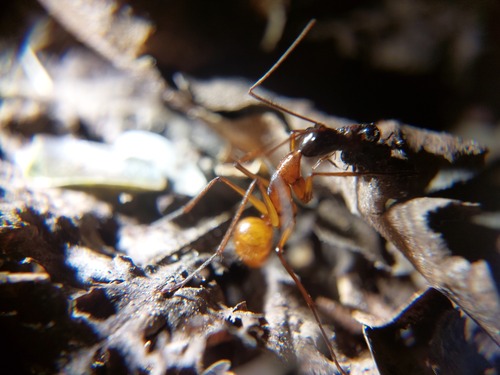 凯撒弓背蚁（帝王亚种）Camponotus caesar imperator