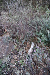 Indigofera filiformis