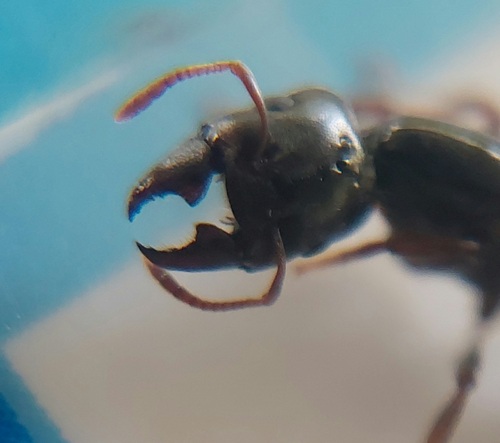 Crematogaster depressa