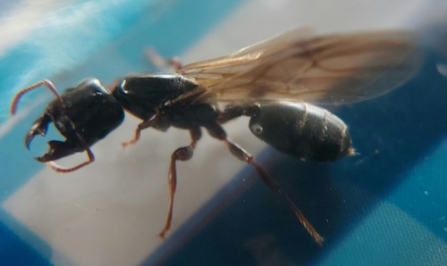 Crematogaster depressa