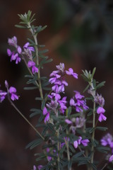 Indigofera filiformis