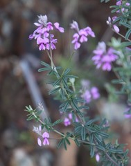 Indigofera filiformis