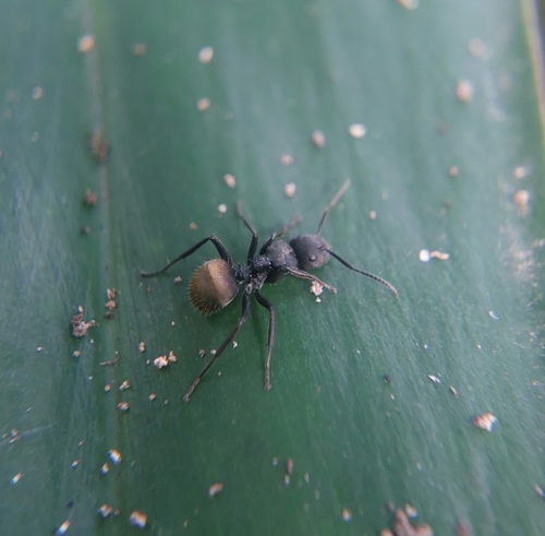 Camponotus polyrhachioides