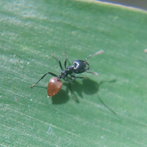 Crematogaster clariventris