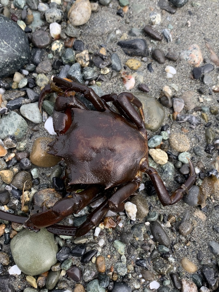 northern-kelp-crab-from-whidbey-island-wa-us-on-june-8-2024-at-05-13