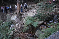 Hypolepis sparsisora