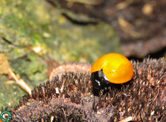 Aegithus clavicornis