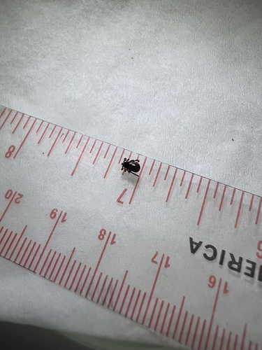 Winter tick photo 3
