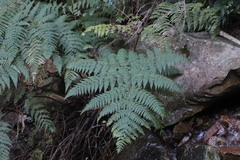 Hypolepis sparsisora