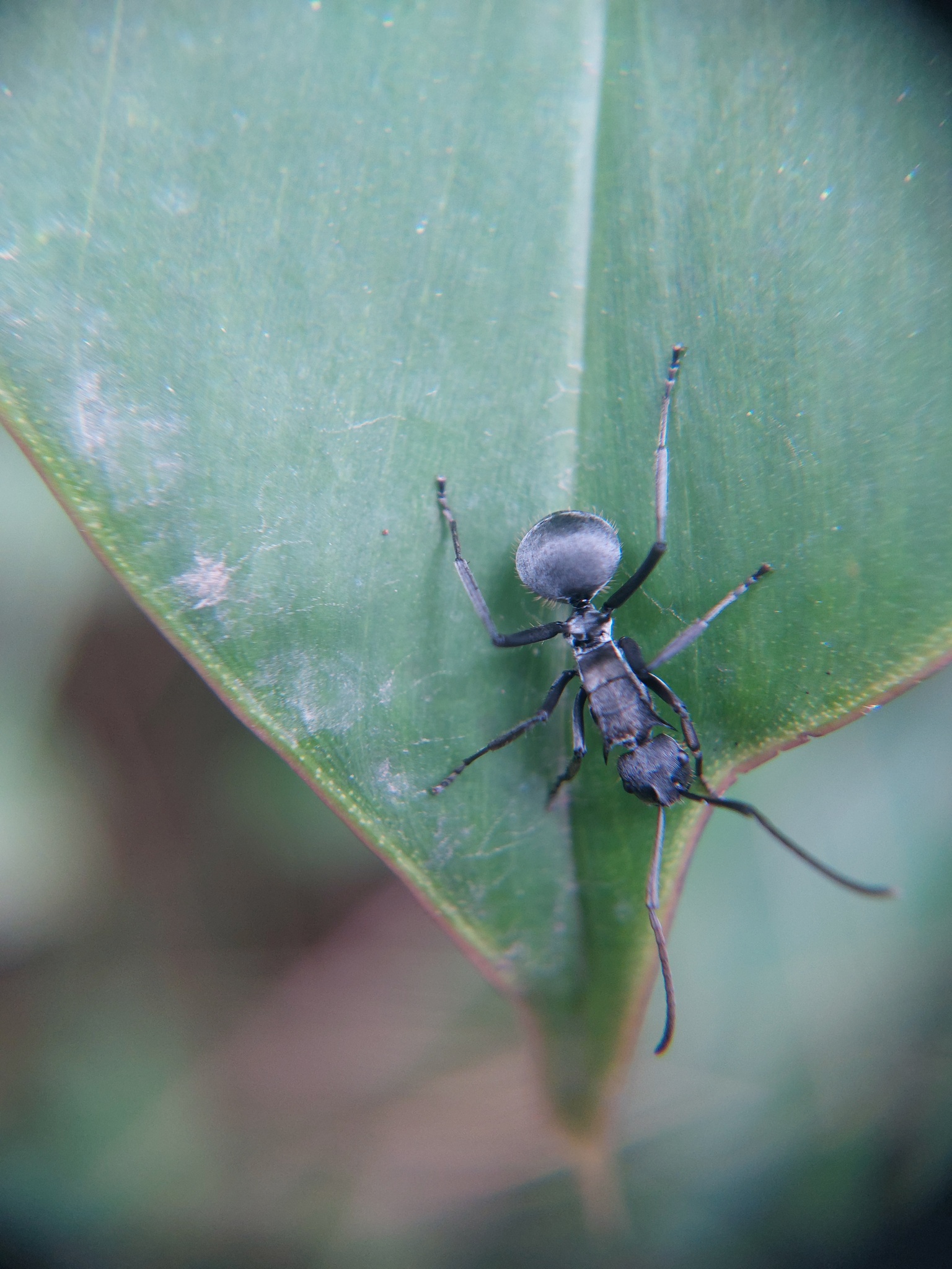 Polyrhachis doudou
