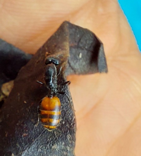 Crematogaster clariventris