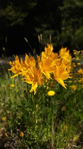 Alstroemeria aurea