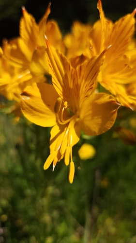 Alstroemeria aurea