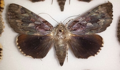 Catocala agrippina