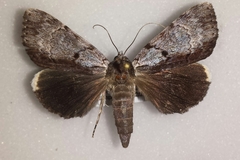 Catocala andromedae