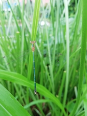Lestes elatus