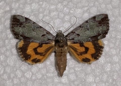 Catocala praeclara