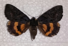Catocala antinympha