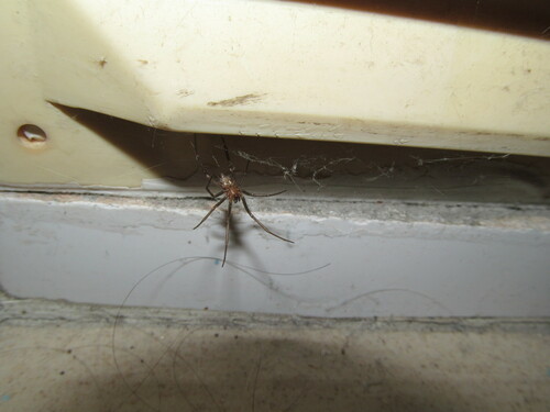 False black widow
