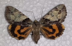 Catocala crataegi