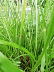Lestes elatus