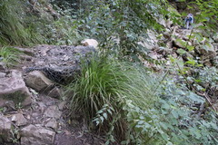 Carex lancea