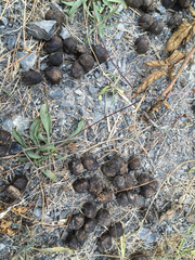 Cervus canadensis nannodes