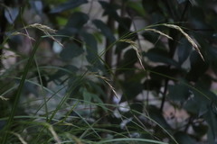 Carex lancea
