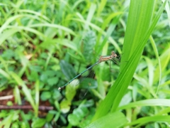 Lestes elatus
