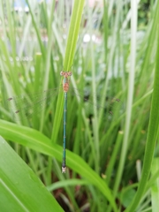 Lestes elatus