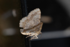 Digrammia ocellinata