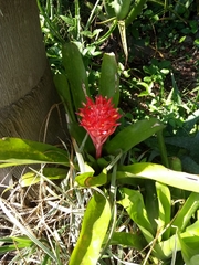 Billbergia pyramidalis