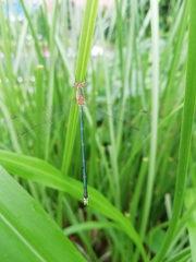 Lestes elatus