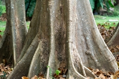 Sterculia (Sterculia apetala)
