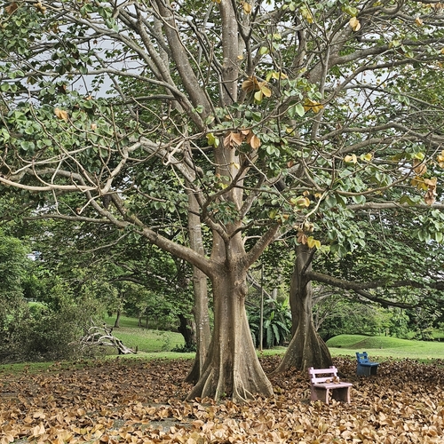 Sterculia apetala - Whole tree
