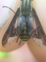 Chrysops indus