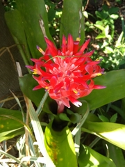 Billbergia pyramidalis
