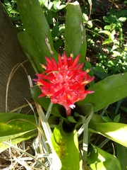Billbergia pyramidalis