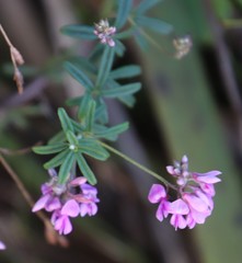 Indigofera filiformis