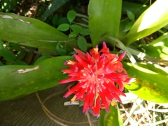 Billbergia pyramidalis