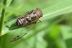 Diceroprocta olympusa