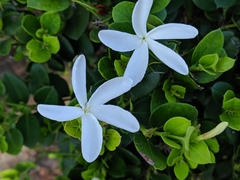 Carissa