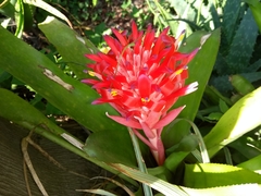 Billbergia pyramidalis