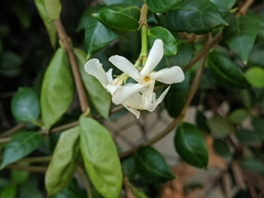 Trachelospermum jasminoides